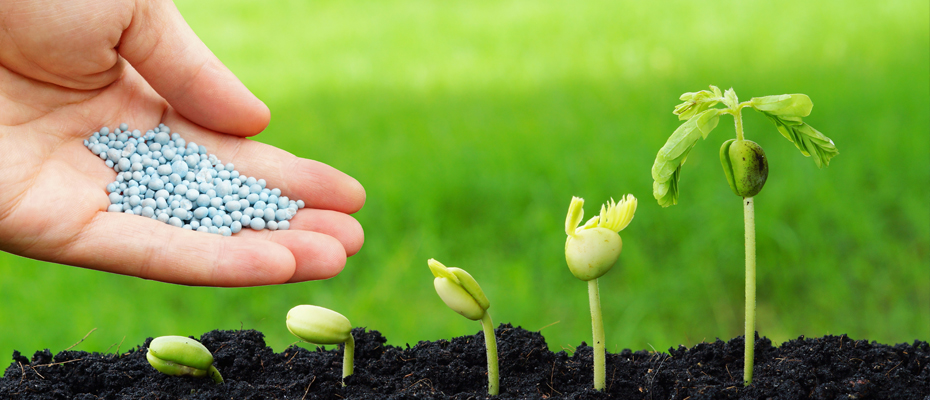 Organic Plant Growth