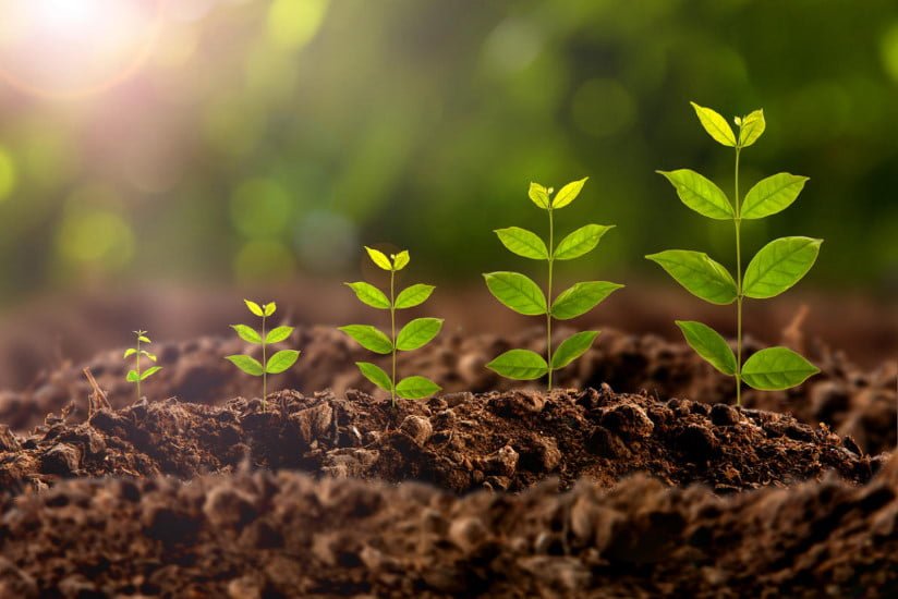 Plant Growth Regulator
