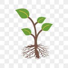 BIOFERTILIZER