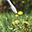 Herbicide
